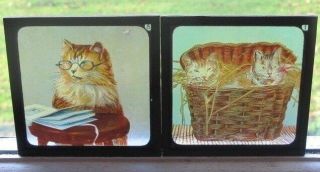 ANTIQUE BOX SET 8 PRIMUS COMICAL CATS AND DOG MAGIC LANTERN GLASS SLIDES C1900 3