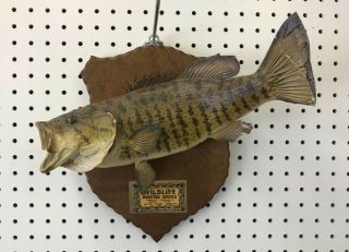 Vintage Tennessee Smallmouth Bass 14 " Real Skin Taxidermy Fish Mount Patina