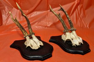 Set Of 2 Vintage Roe Deer Antlers On Stained Wooden Trophy - Plaque Wallmounts