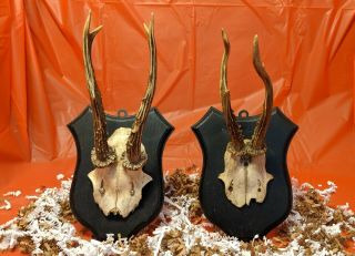 Set of 2 Vintage Roe Deer Antlers on stained wooden Trophy - Plaque Wallmounts 2