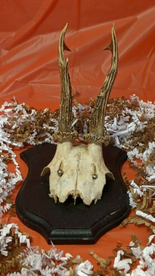 Set of 2 Vintage Roe Deer Antlers on stained wooden Trophy - Plaque Wallmounts 3