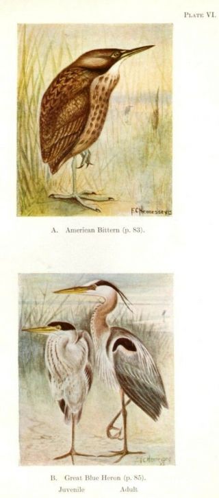 " Birds Of Eastern Canada " Litho - Great Blue Heron,