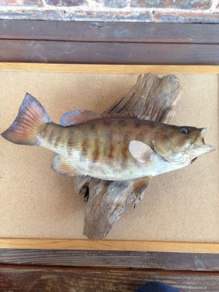 Vintage 16 " Small Mouth Bass Taxidermy Fish - Mounted