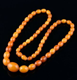 Fine Chinese Natural Egg Yolk & Butterscotch Amber Graduated Bead Necklace