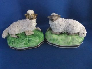 Antique 19thc S.  Alcock Staffordshire Figures " Sheep " C1835 Ex.  D Rice