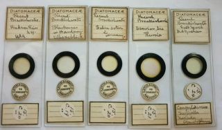 Very Fine Group Of 5 Antique Microscope Diatom Slides " Brackishwater "