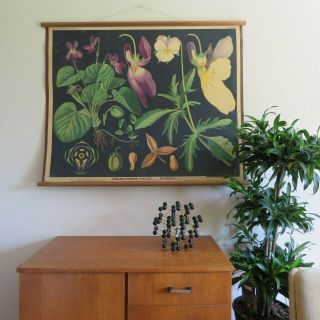 Vintage Botanical Wall Chart Of Violets 1938 Card Wild Flowers Antique Chart