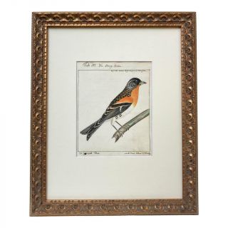 Antique Watercolor Of A Bird 1776 Ornithological Study