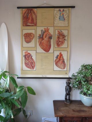 Vintage Pull Roll Down Medical School Chart Poster Of The Human Heart Anatomy