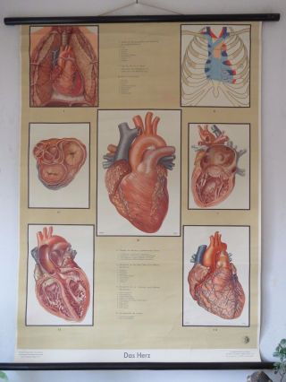 VINTAGE PULL ROLL DOWN MEDICAL SCHOOL CHART POSTER OF THE HUMAN HEART ANATOMY 2