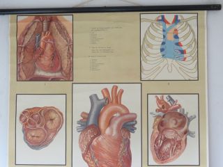 VINTAGE PULL ROLL DOWN MEDICAL SCHOOL CHART POSTER OF THE HUMAN HEART ANATOMY 3