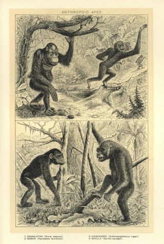 Vintage Anthropoid Apes Print - Ca.  1900 - Illustrated Book Plate For Framing