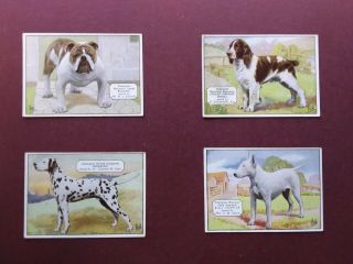 Champion Dogs Issued 1934 By Ardath Set X25