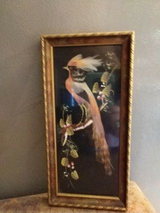 Vintage Bird Painting With Real Feathers Frame Long Tail