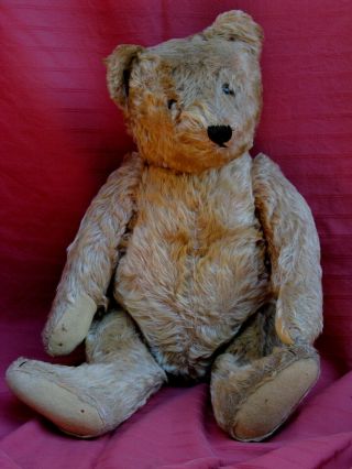 Vintage 1953 Steiff Mohair Bear 20 " Jointed Humpback Antique