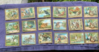 16 Turkish Trophies Cigarettes Fable Series Trading Cards
