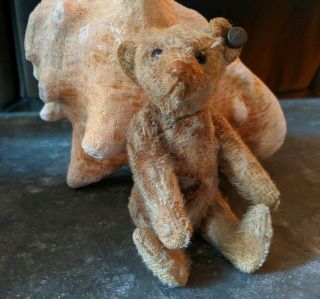 Antique Steiff Teddy Bear 5” Ff Button W/ Hump & Rattle Miniature Mohair