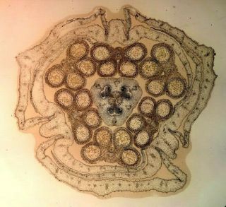 Antique Microscope Slide By J.  B.  Howard.  Flower Bud Of Madonna Lily.