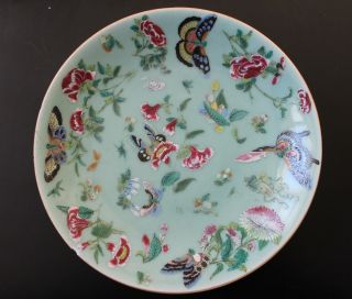 A Large C19th 26 Cm Chinese Celadon Plates - Floral Birds Butterfly - Daoguang