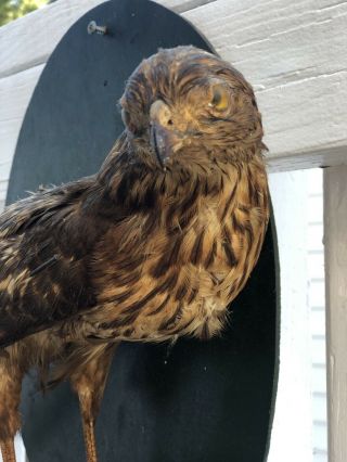 Vintage Antique Red Tailed Taxidermy Hawk