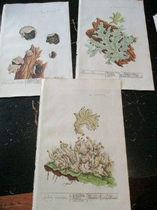 Lichen - Elizabeth Blackwell 1752,  Copper Plate & Hand Colored 3 Plates