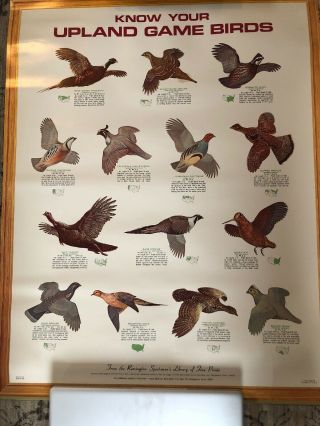Vintage 1972 Remington Arms Company " Know Your Upland Game Birds " Poster