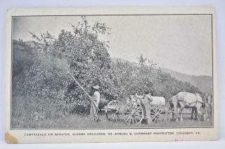 Vintage Postcard Compressed Air Sprayer,  Algoma Orchards Sam Gurrant Callaway Va