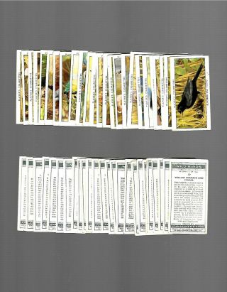 Cigarette Cards.  John Player Tobacco.  Wild Birds.  (complete Set Of 50).  (1932).