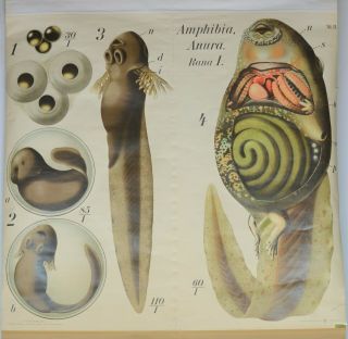 Vintage 1920 ' s Paul Pfurtscheller Zoological Wall Chart - Plate 26 - Tadpole 2