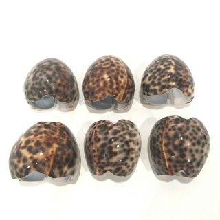 Set Of 6 Vtg Tiger Cowrie Sea Shell Napkin Rings Spotted Leopard Pattern Beach