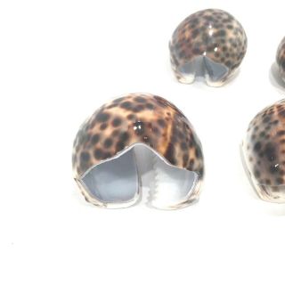 Set of 6 VTG Tiger Cowrie Sea Shell Napkin Rings Spotted Leopard Pattern Beach 2