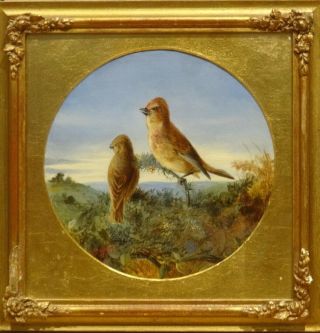 19th Century English Finches In A Tree Birds Antique Painting By James Bradley