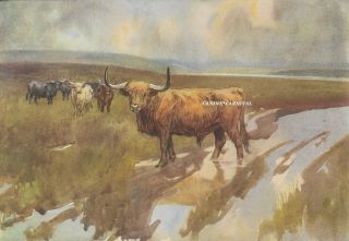 Vintage Print Highland Cattle 1948 Illus.  By Lionel Edwards