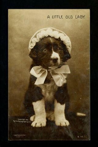 Dog Real Photo Postcard Rppc St.  Bernard Dressed Up Rotograph 1906 Vintage
