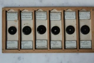 Very Fine Set Of 6 Antique Opaque Microscope Slides Arranged Foraminifera Firth