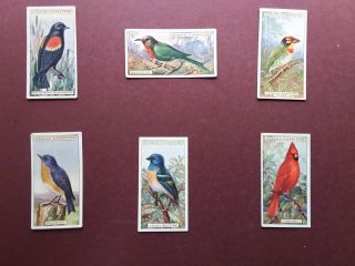Foreign Birds Issued 1924 By Ogdens Set 50