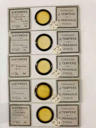 Very Fine Set Of 5 Antique Diatom Microscope Slides By J.  Tempere & Peragallo
