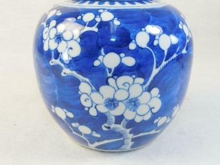 Antique Prunus Chinese Ginger Jar Double Blue Ring Mark With Lid No Res 6 " Tall