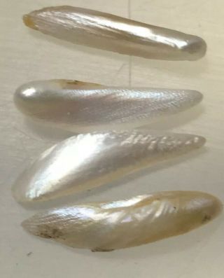4 Matched Vintage 1930 Tennessee Natural Wing Pearls 12 Mm Long 1