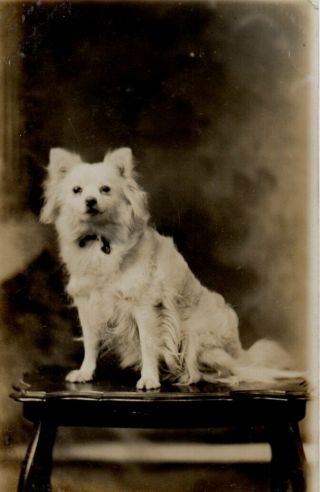 Vintage Photograph: Pet Spitz Type Dog Named Ada Leeds