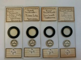 Fine Group Of 4 Antique Microscope Diatom Slides " Freshwater Germany&melbourne "