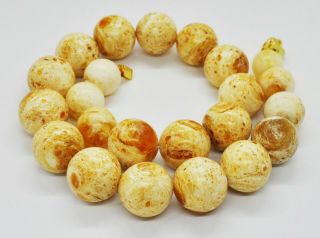 80g Antique Formed White Boney Baltic Amber Butterscotch Pressed Bead Necklace