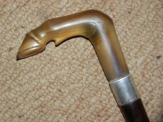 Antique Bovine Horn Horse Leg Walking Stick/cane.  Silver Collar.  830.  37 "