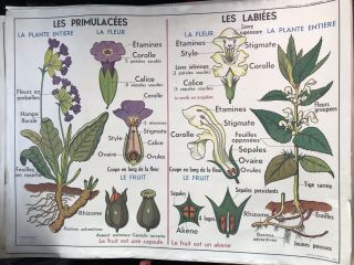 French School Wall Chart Poster Flowers & Potatoes 68 X 91cm 1950s / 60s