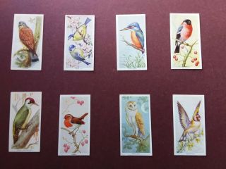 Birds Of The Countryside Issued 1939 By Carreras Set 50
