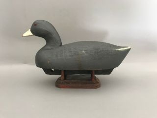 Wildfowler Coot Decoy,  Solid Wood,  Glass Eyes