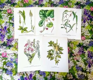 Vintage Botanical Prints Set Of 5 1950s Book Plate Plants Prints To Frame 10.  25 "