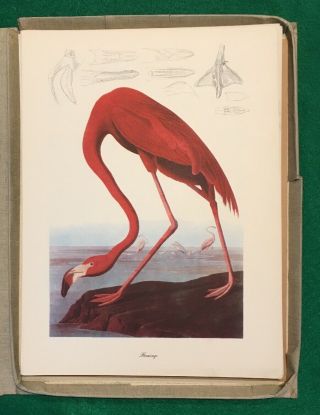 Vintage 1944 Roger Tory Peterson 50 Prints Birds Of America John James Audubon