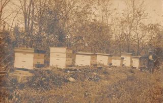 Beekeeper Honey Bee Keeping Real Photo Vintage Postcard Jj658909