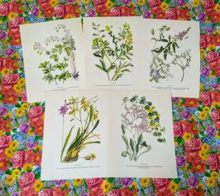 Vintage Botanical Prints Set Of 5 1950s Book Plate Plants Prints To Frame